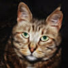 oldcatdude